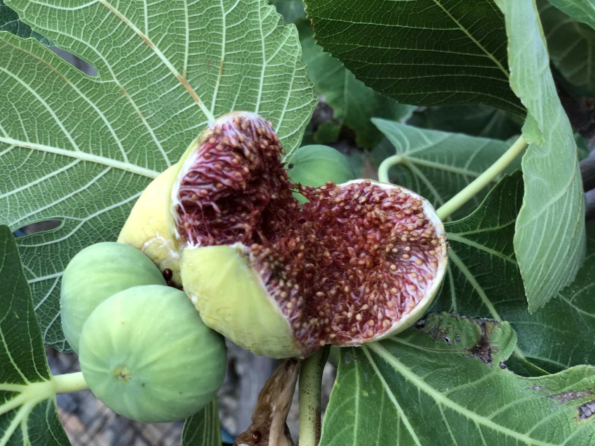 A ripe fig cut open on the tree in the old garden